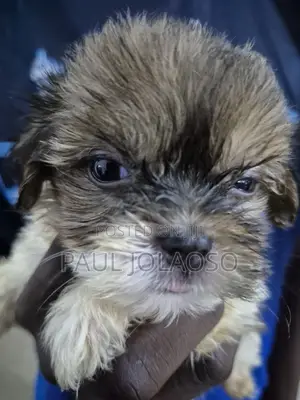 1-3 months Female Purebred Lhasa Apso