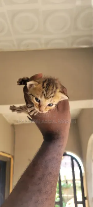 0-1 month Male Mixed Breed American Shorthair