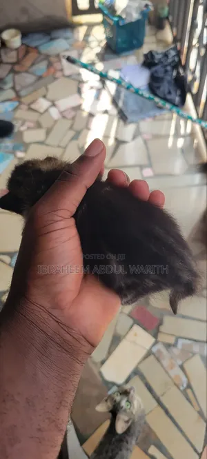 0-1 month Female Mixed Breed American Shorthair