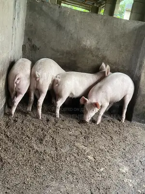 TN 90 Growers Purebred for Sale