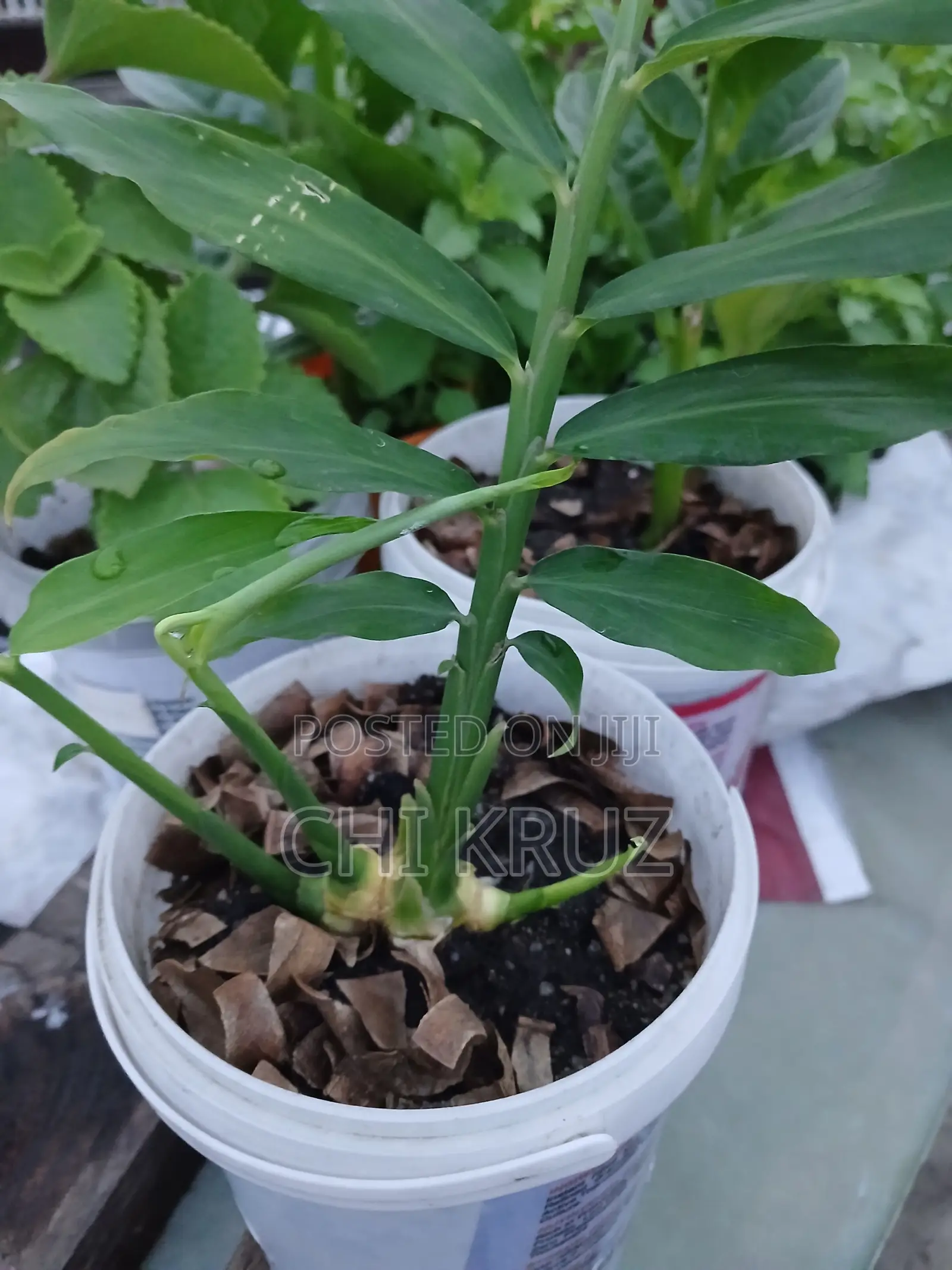 Ginger Seedling