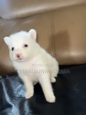 1-3 months Female Purebred American Eskimo