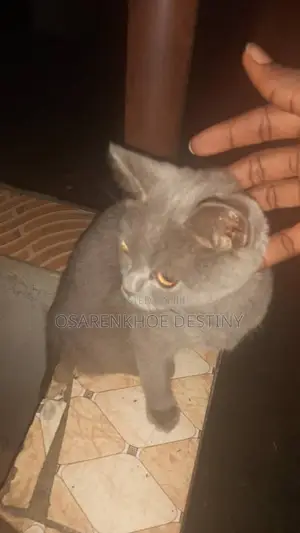 6-12 months Male Purebred British Shorthair