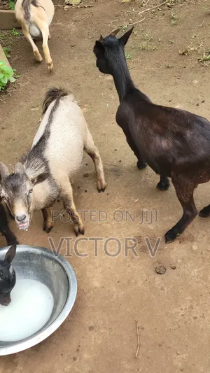 Goats for Sale