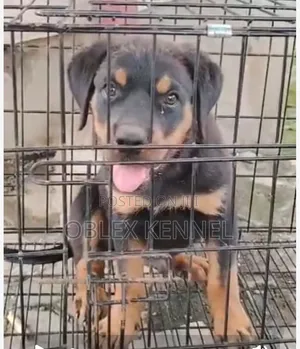 1-3 months Male Purebred Rottweiler