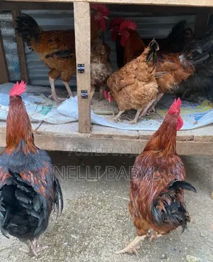 Matured Noiler Is Available for sale.Both Male and Female