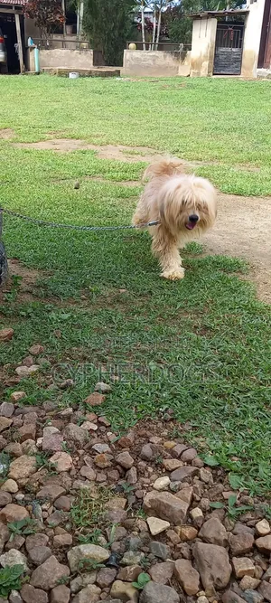 1+ year Female Purebred Lhasa Apso