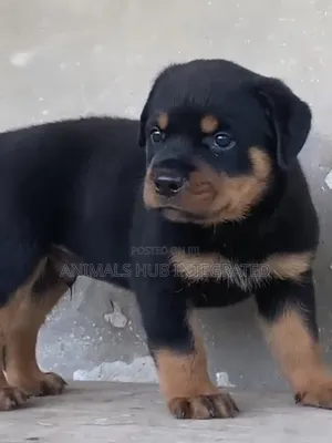 1-3 months Male Purebred Rottweiler