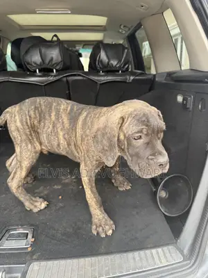 1-3 months Male Purebred Cane Corso