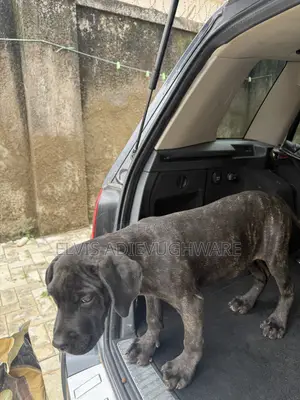 1-3 months Male Purebred Cane Corso