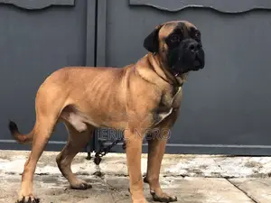 1+ year Male Purebred Bullmastiff
