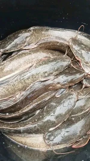 Fresh Farm-Raised Catfish for Sale