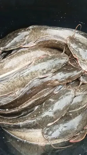 Fresh Farm-Raised Catfish for Sale
