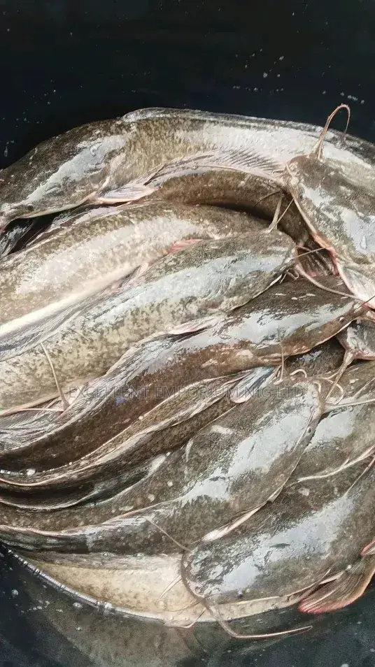 Fresh Farm-Raised Catfish for Sale