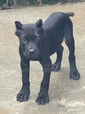 1-3 months Male Purebred Cane Corso