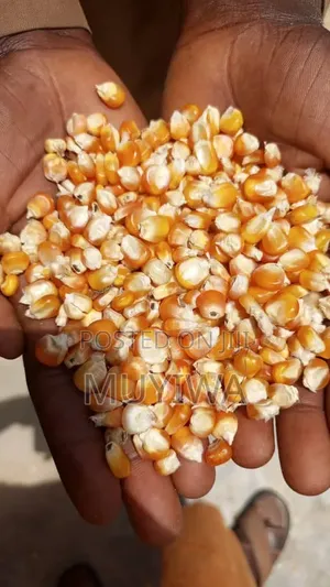Natural Yellow Maize Reach the Seller on What'sup Only.