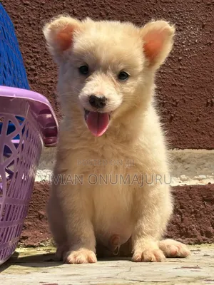 1-3 months Female Purebred American Eskimo