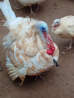 Live Turkey