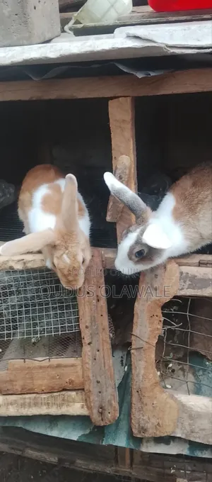 Bunnies Available for Sale Both Adults and Kids