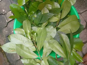 Soursop Leaves