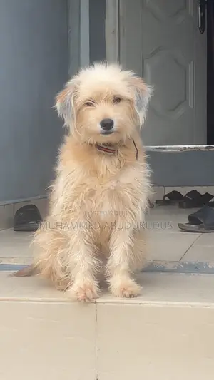 1+ year Female Purebred Lhasa Apso