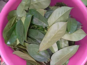 Soursop Leaves