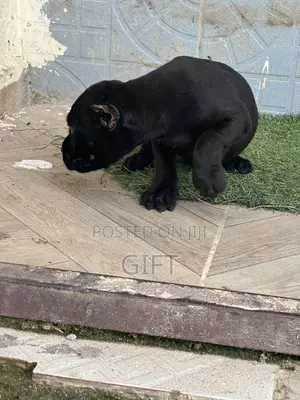 1-3 months Male Purebred Cane Corso