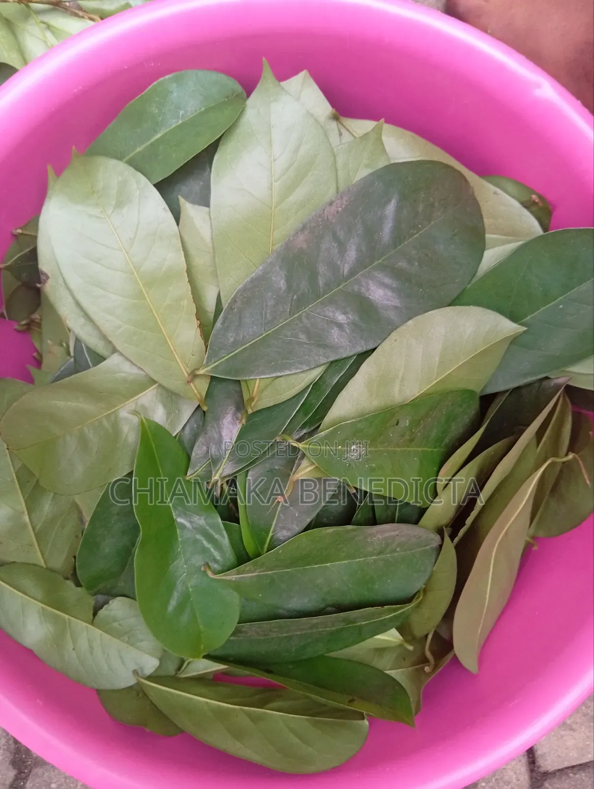 Soursop Leaves