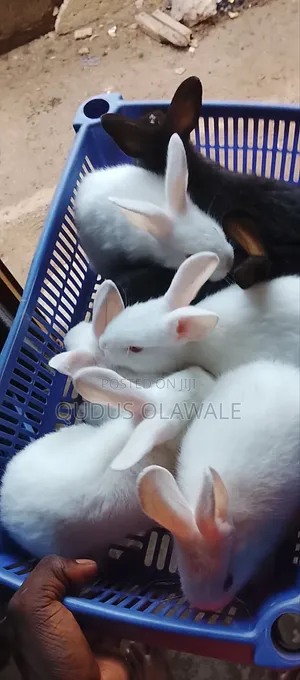 Over 50 Plus Bunnies for Sale ( Rabbit ) Currently Available