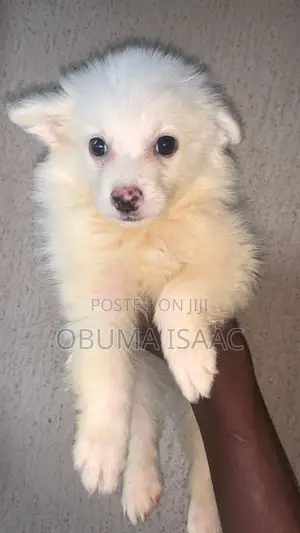 1-3 months Female Purebred American Eskimo