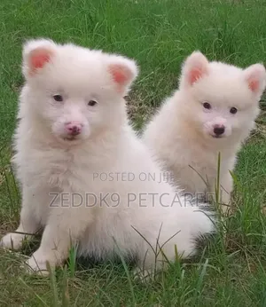 1-3 months Female Purebred American Eskimo