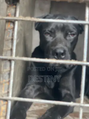 6-12 months Male Purebred Cane Corso