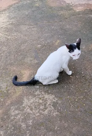 1+ year Female Purebred Cat