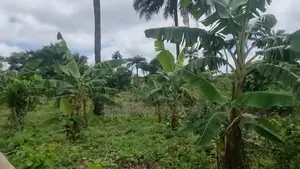3 Acres of Farmland for Sale With 3000 + Plantain Plant