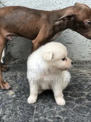 1-3 months Female Purebred American Eskimo