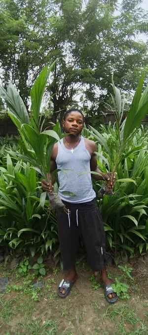 Healthy, Well-Grown Tenera Oil Palm Seedlings Available for Sale.