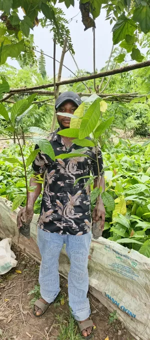 Healthy Hybrid Cocoa Seedlings Available for Sale.