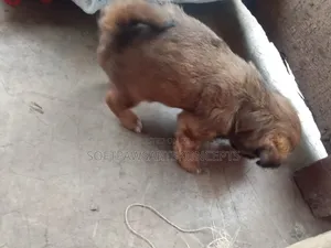 1-3 months Female Purebred Lhasa Apso