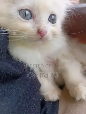 1-3 months Male Purebred Persian