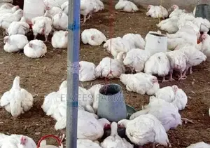 Organic Grown Live Broiler Chicken