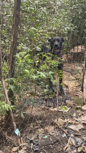 6-12 months Male Purebred Cane Corso
