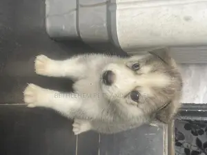 1-3 months Male Purebred Siberian Husky
