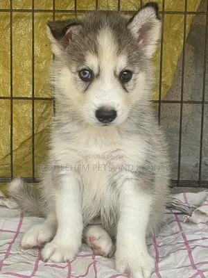 1-3 months Male Purebred Siberian Husky