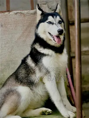 3-6 months Female Purebred Siberian Husky