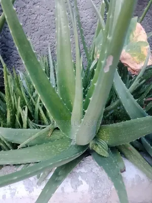 Aloe Very Plant