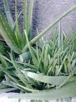 Aloe Very Plant