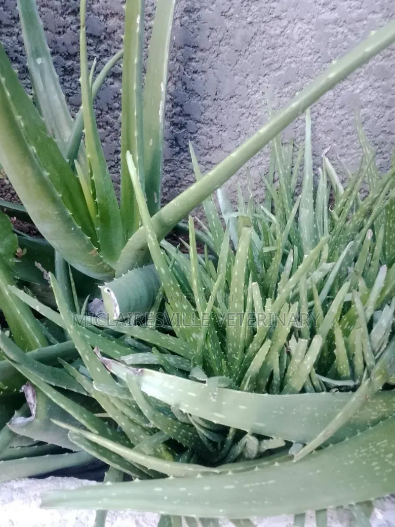 Aloe Very Plant