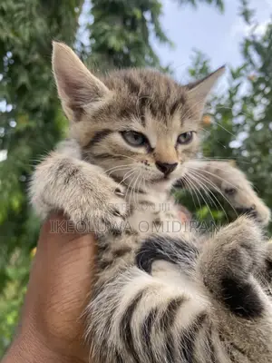 1-3 months Male Mixed Breed American Shorthair