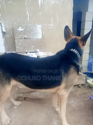 1+ year Male Purebred German Shepherd