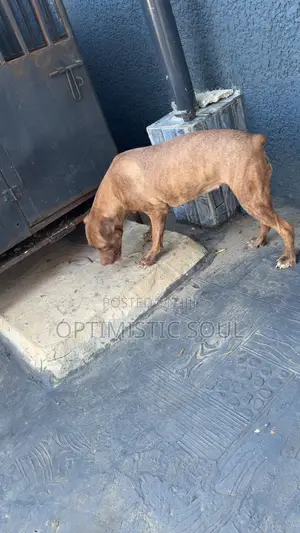 6-12 months Female Mixed Breed Boerboel